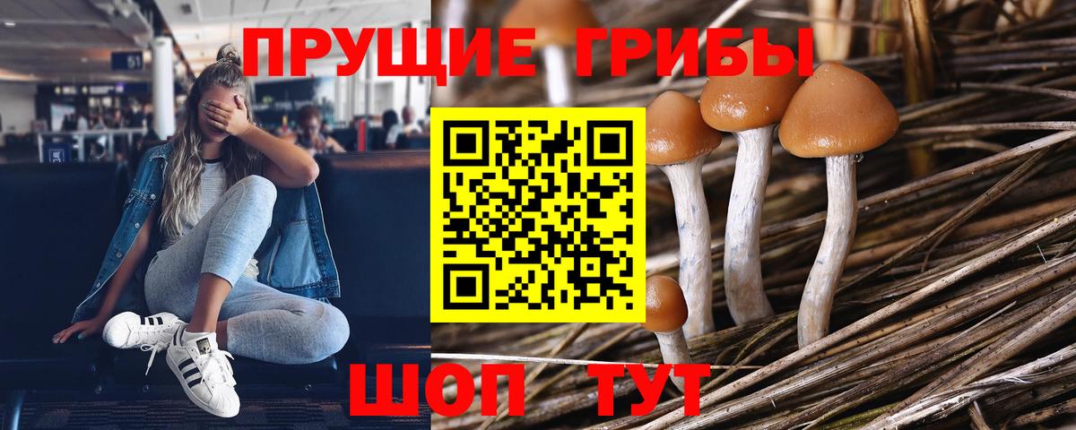 Чистополь  Псилоцибиновые грибы Magic Shrooms  Вход с VPN 